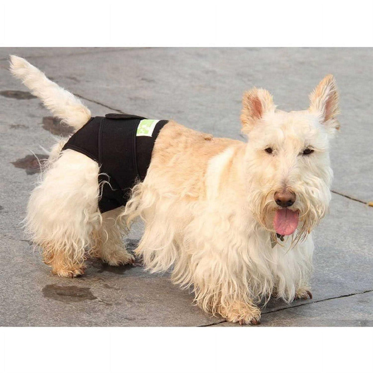 Dog Wrap Y319720