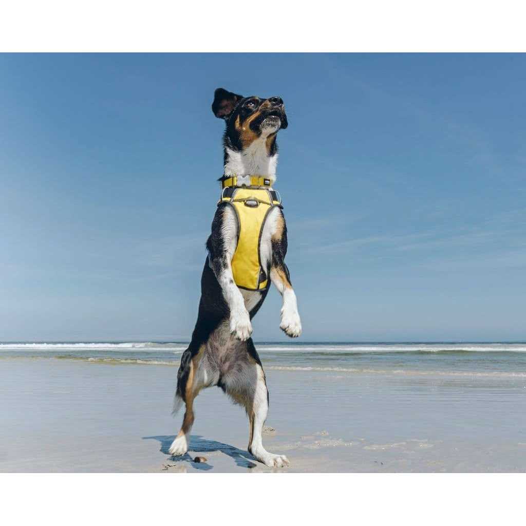 Padded Dog Harness W5968